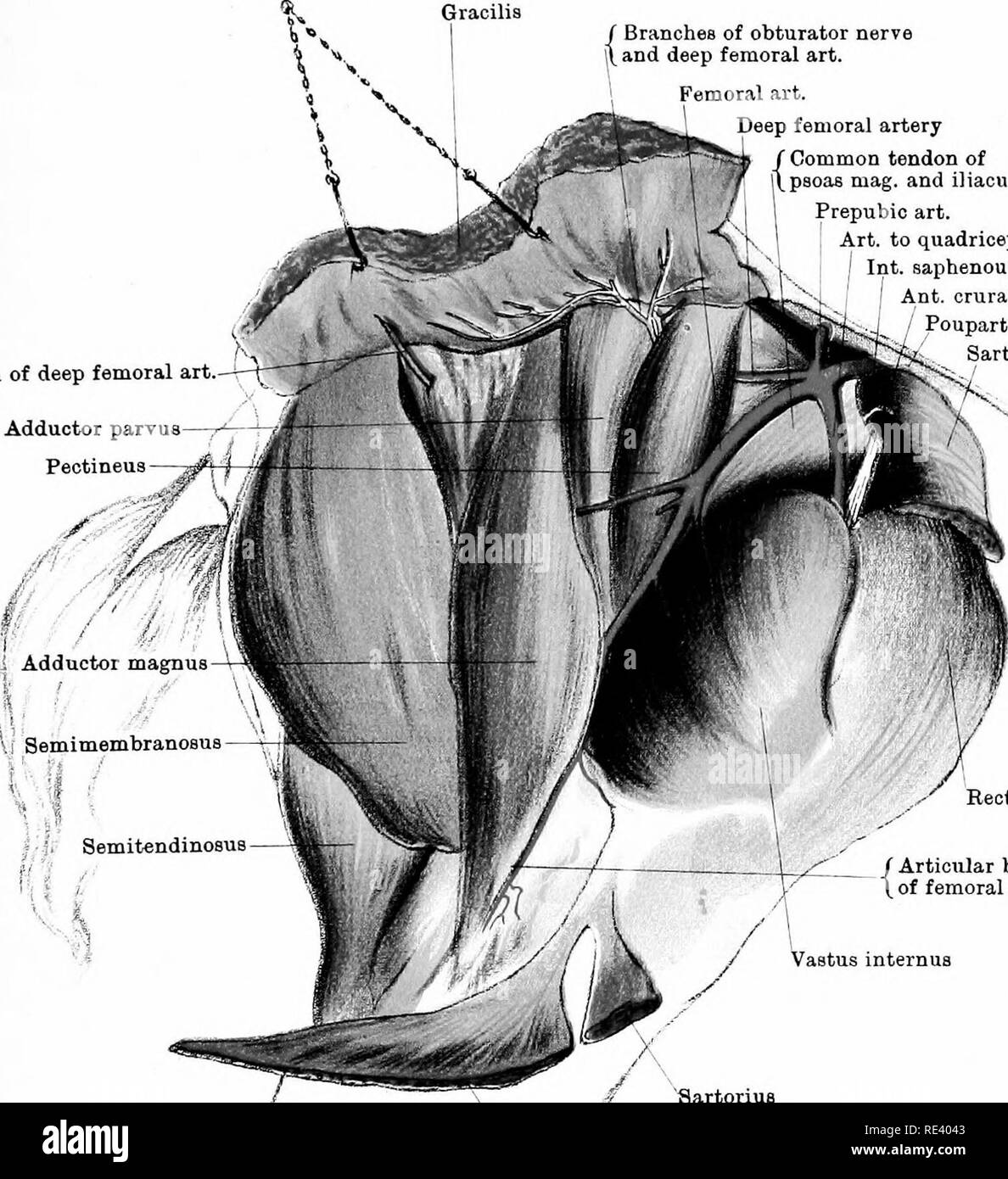 . The anatomy of the horse, a dissection guide. Horses. PLATE XIII J Branchea of obturator nerve rt and deep femoral art. Branch of deep femoral art. Adductor parvus— Pectineus Deep femoral artery / Common tendon of i psoas mag. and iliacus Prepubic art. Art. to quadriceps Int. saphenous nerve Ant. crural nerve [^ / Poupart's ligament Sartorius. Rectus femorie / Articular branch 1 of femoral art. Vastus internua / Gracilis IJra^AJAthograja^atj-W'AAiJolirisl'm.I^i^^.^Eandnir^LAXai. Please note that these images are extracted from scanned page images that may have been digitally enhanced for re Stock Photo