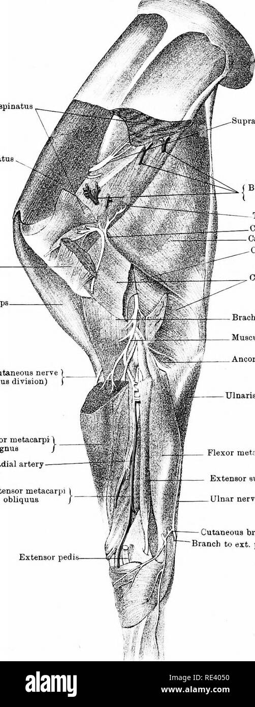 . The anatomy of the horse, a dissection guide. Horses. PLATE VIII ^.^5 ...