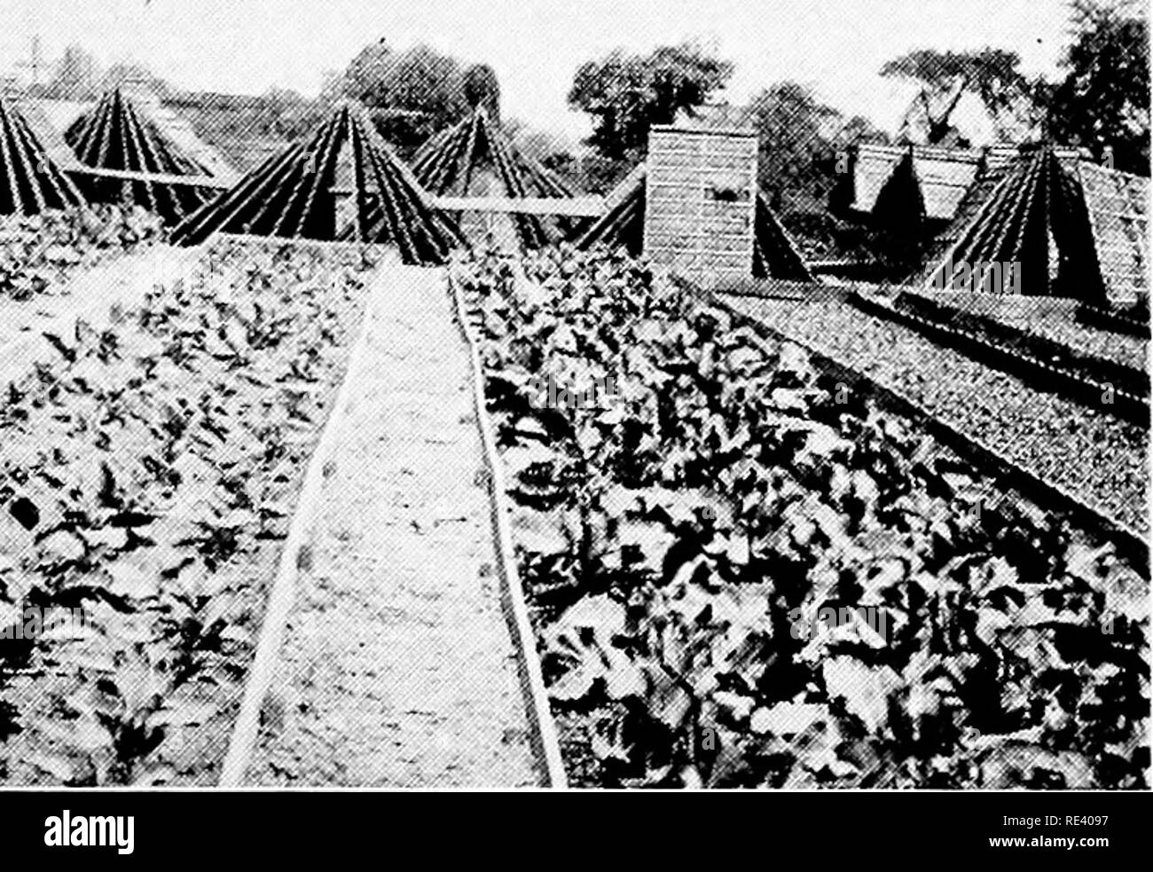 . Vegetable forcing. Forcing (Plants); Vegetable gardening. Fig. 135.—Frame cauliflower following a companion crop of lettuce. Note mats which are being thoroughly dried before they are stored for the summer. and occasionally shutters to conserve the heat. It is not uncommon to see both mats and shutters on steam-heated frames during the daytime, when there are high winds and extremely low temperatures. Heating frames.—It is impossible to give any rule for the heating of frames. Thousands of frames are used without any artificial heating. In the South, the muslin or sash-covered frames will ke Stock Photo