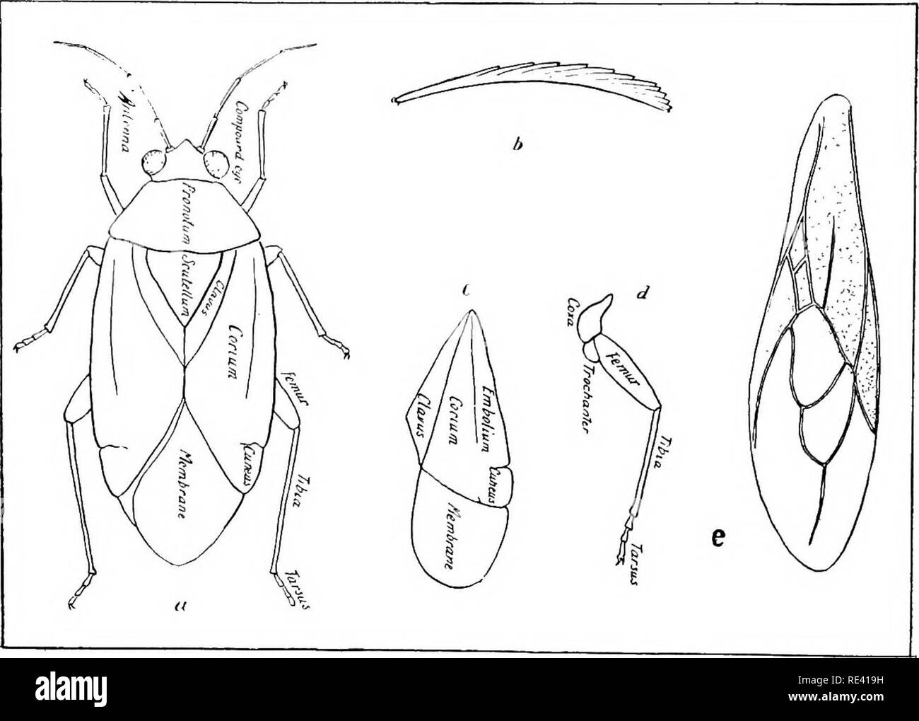 . Handbook of medical entomology. Insect pests; Insects as carriers of disease; Medical parasitology. 276 Hominoxious Arthropods dd. Eyes indistinct or wanting; pharynx long and slender, fulturae very slender and closely applied to the pharynx; proboscis very long. Several genera found upon various mammals H^matopinid^. cc. Body swollen; meso- and metathorax, and abdominal segments two to eight each with a pair of stigmata; eyes wanting; antenna four or five-segmented; body covered with stout spines. Three genera found upon marine mammals Echinophthiriid^ a. Legs fitted for walking or jumping; Stock Photo