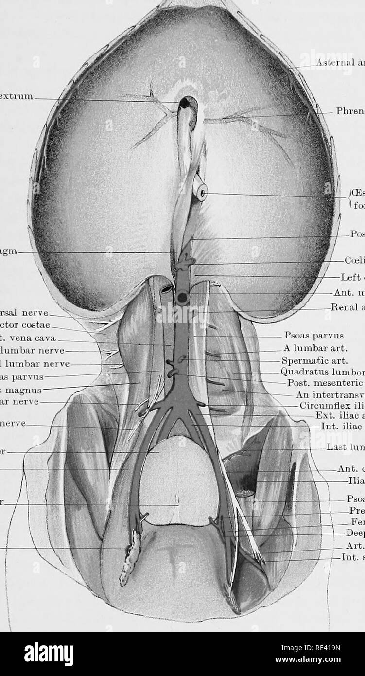 . The anatomy of the horse, a dissection guide. Horses. PLATE XLV j^.: .'v'v- -Ensifonn curtilage Foramen dextrum Asternal artery Phienic simis Inguinal nerv Urinary bladder Sartorius. fe lig. of Bladder ngiiinal glands. cms of diaphragm From last dorsal neie    Retractor GUbtae-    Post. veuacaa  From Istlumbir ner-e From 2nd lumbar nerve Psoa^ parvns Psoas magnus From 3rd liunbar nerv ((Esophagus in toramen sinifstruni t. aurta in hiatus Oueliac axis Left crus of diu]jhragm -Ant. mesenteric art. Renal art. - Psoas parvus   A lumbar art. - Spermatic art. -Quadratus lumburum Post, mesenter Stock Photo