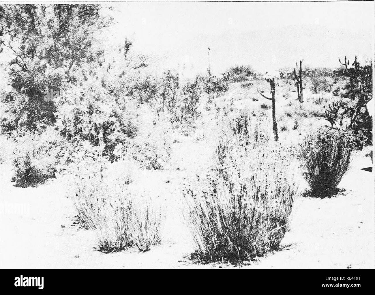 . Rubber-content of North American plants. HALL AND LONG PLATE 2. 4' /1^ A. Community of Asclepias subulata in an arroyo near Mesa, Arizona. B. Individual plant of A. subulata, showing maximum size in nature.. Please note that these images are extracted from scanned page images that may have been digitally enhanced for readability - coloration and appearance of these illustrations may not perfectly resemble the original work.. Hall, Harvey Monroe, 1874-1932; Long, Frances Louise, joint author. Washington, Carnegie institution of Washington Stock Photo