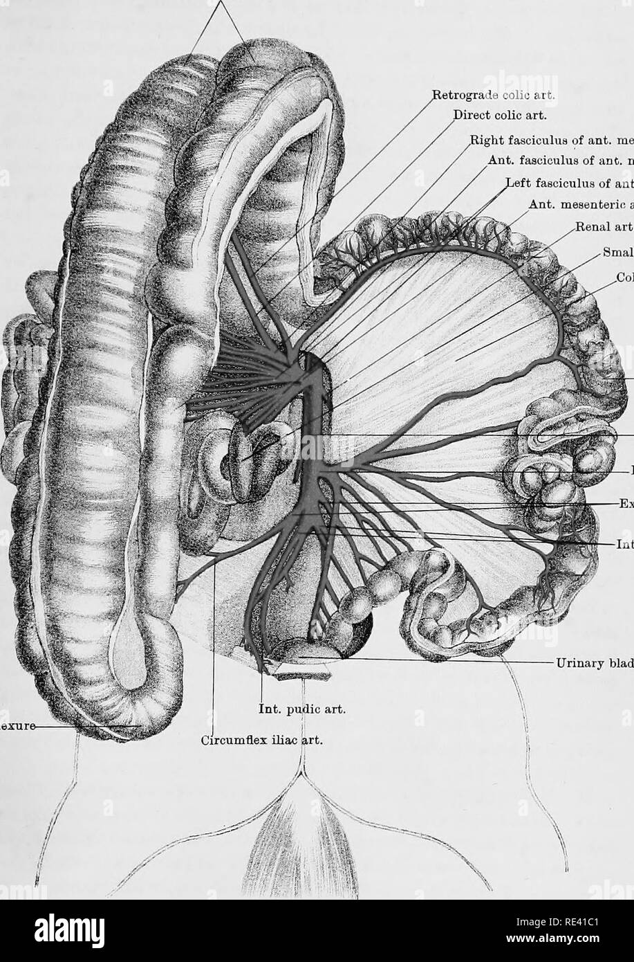. The anatomy of the horse, a dissection guide. Horses. PLATE XL I I Double colon etrograde colic art. Diiect colic art. Right fasciculua of ant. mesenteric Ant. fasciculus of anc. mesenteric left fasciculus of ant. mesenteric Ant mesentein art -Renal art Small intestine ,Colit mesentery â Single colon. â Post, aorta Po=*t mesenteric artery Et iliac art. Int iliac art. Urinary bladder Prinied. lyW. tAK JoTiiwton, Eim'buTgh &amp; London J^'ESflNEa AM13 MJiiaJiiM'rJiKlCNARTERIES [Chauveau]. Please note that these images are extracted from scanned page images that may have been digitally enhance Stock Photo