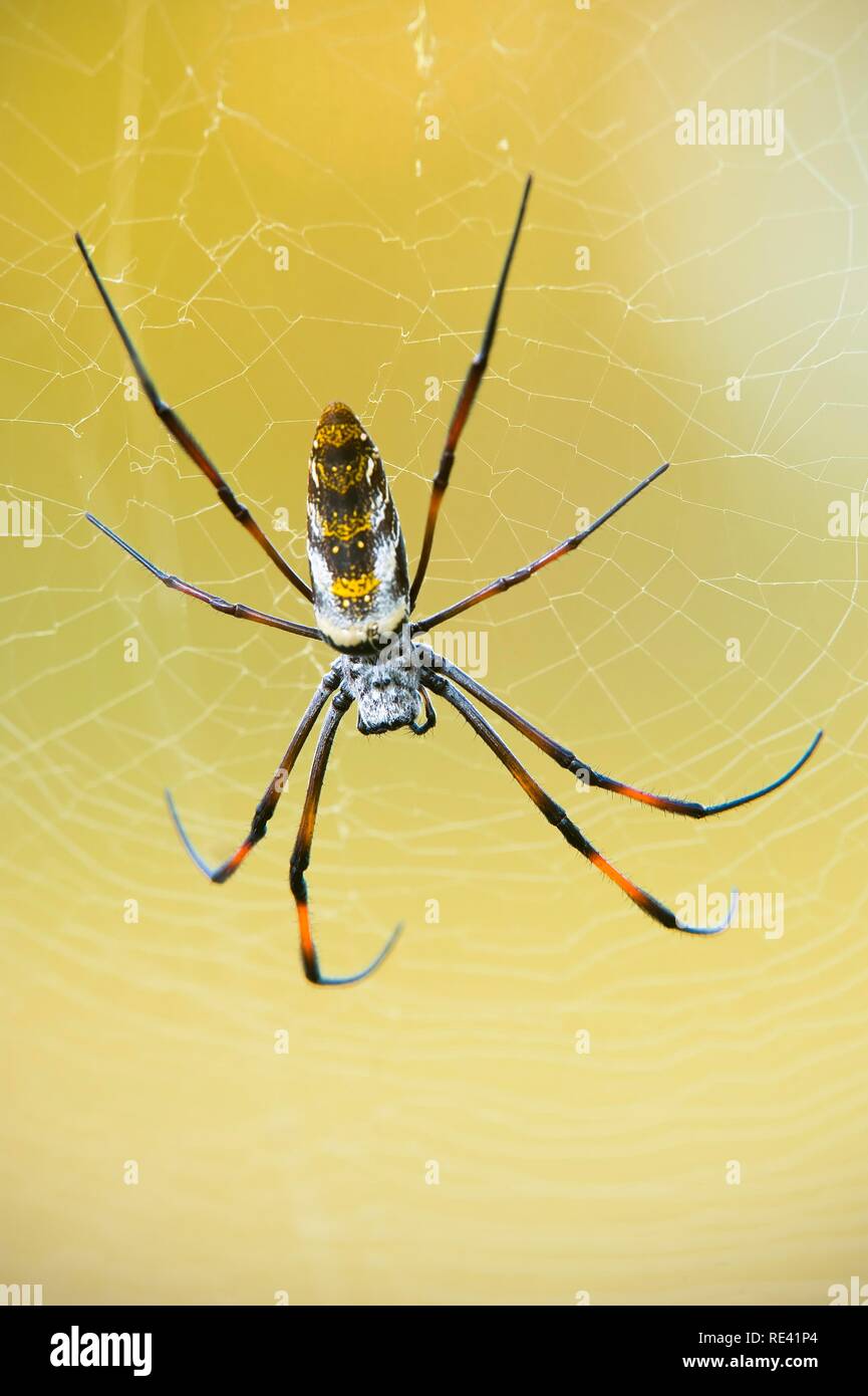 Golden orb-web spider (Nephila madagascariensis), Madagascar, Africa