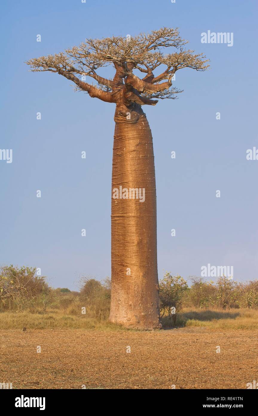 Baobab Adansonia Grandidieri Morondava Madagascar Africa Stock Photo Alamy Baobab Adansonia Grandidieri Morondava Madagascar Africa Stock Photo Alamy