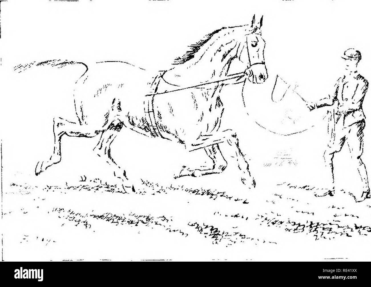 Featured image of post Horse Drawing Got See more ideas about horse drawing horse drawings animal drawings