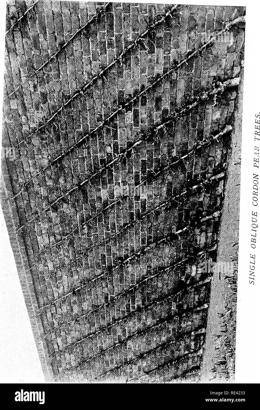 . The fruit garden. Fruit-culture; Fruit trees. . Please note that these images are extracted from scanned page images that may have been digitally enhanced for readability - coloration and appearance of these illustrations may not perfectly resemble the original work.. Bunyard, George; Thomas, Owen. New York, C. Scribner Stock Photo