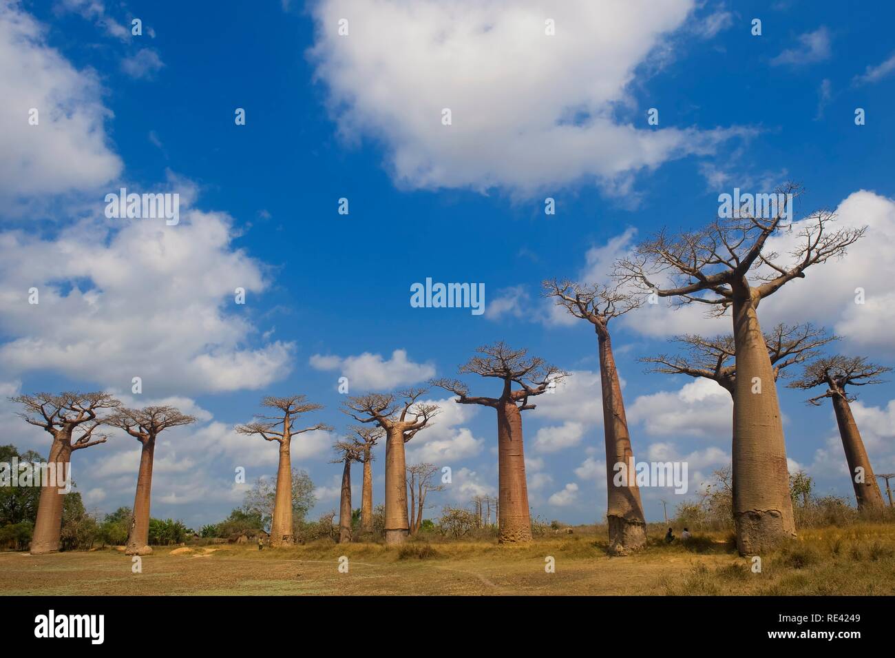 Baobabs (Adansonia grandidieri), Morondava, Madagascar, Africa Stock Photo Alamy