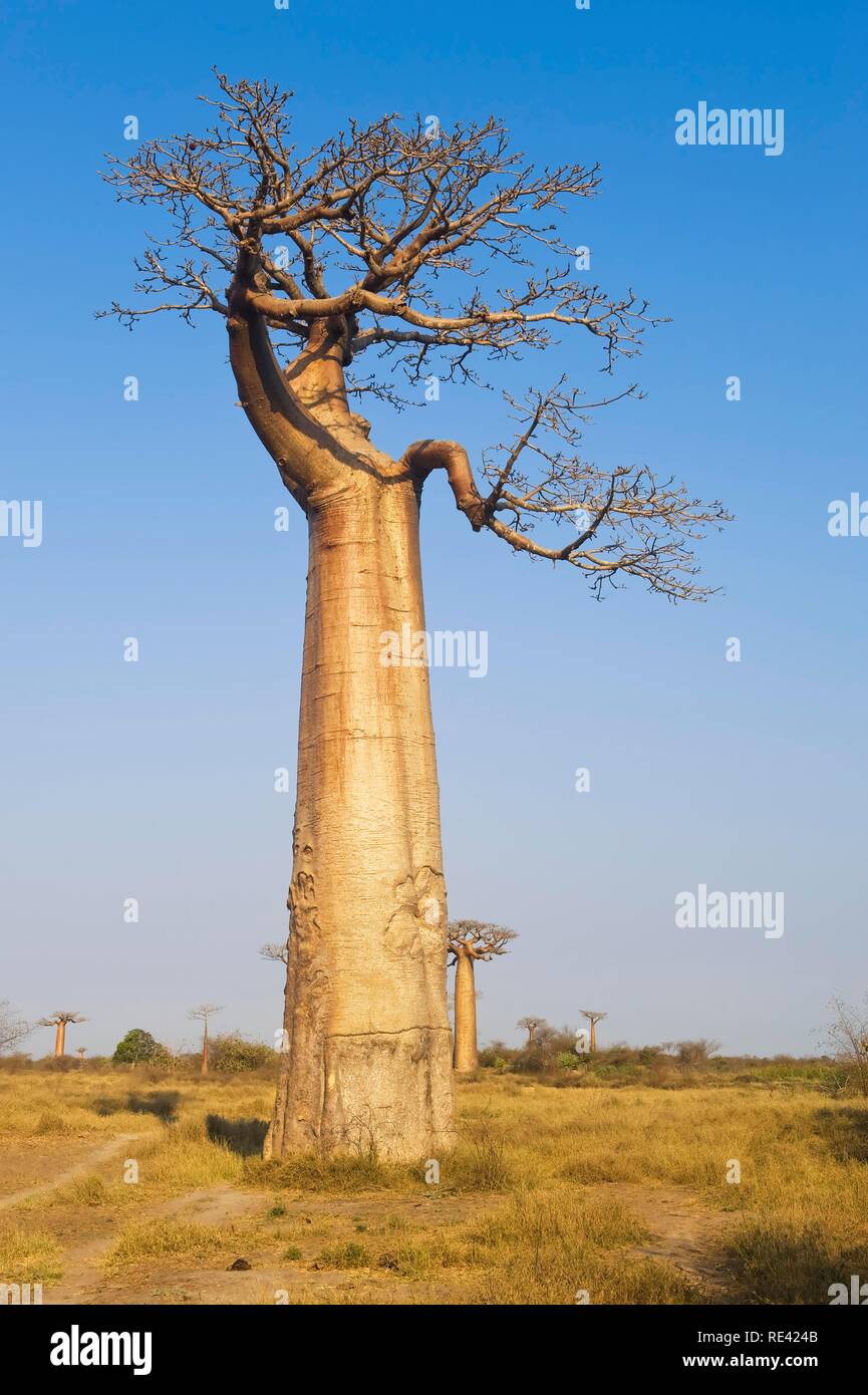 Baobab (Adansonia grandidieri), Morondava, Madagascar, Africa Stock ...