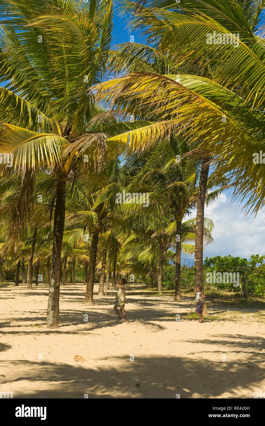 Palm Trees, Maroantsetra, Madagascar, Africa Stock Photo Alamy