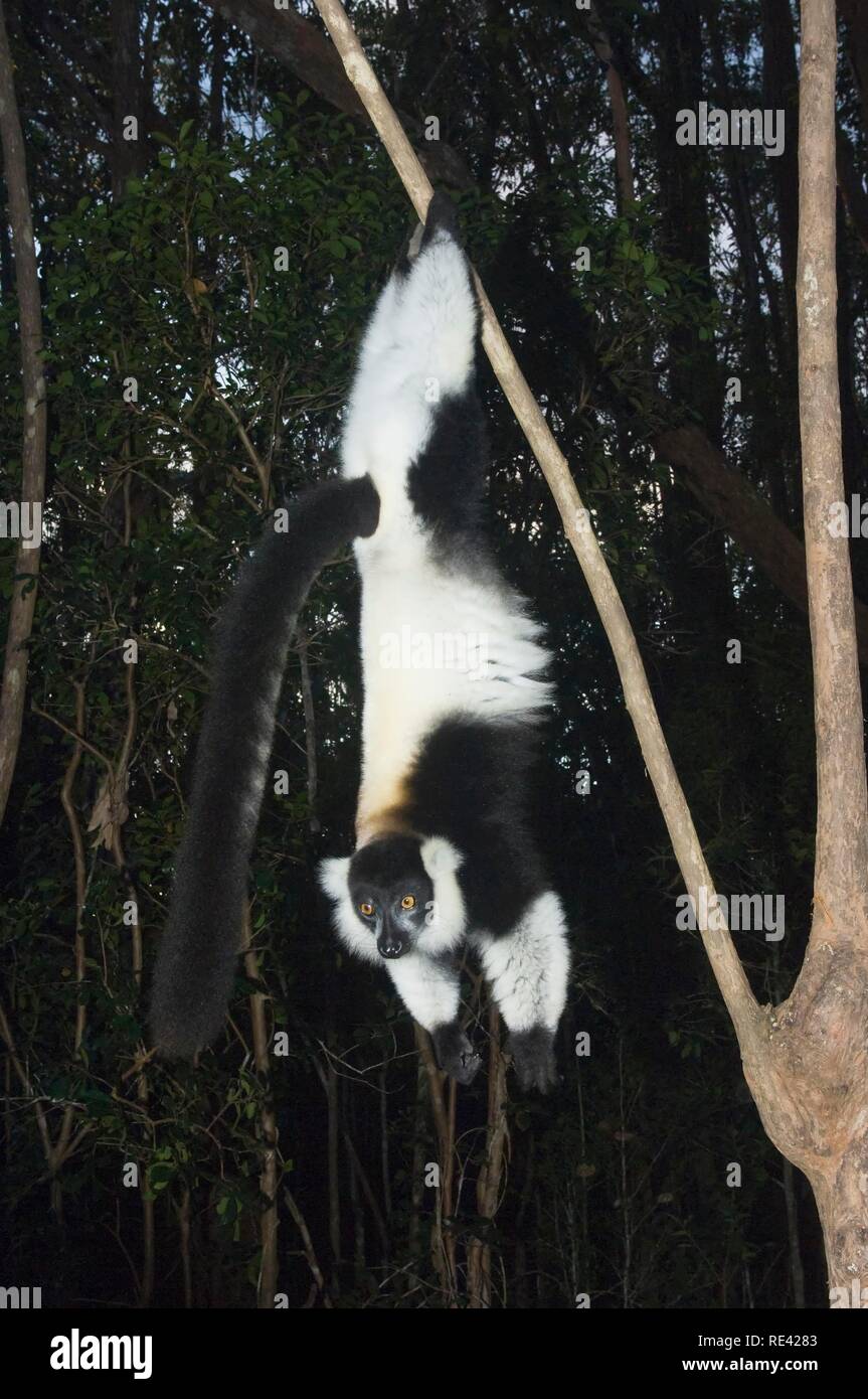 Black-and-White Ruffed Lemur (Varecia variegata), Endemic, Critically Endangered, IUCN 2008, Madagascar, Africa Stock Photo