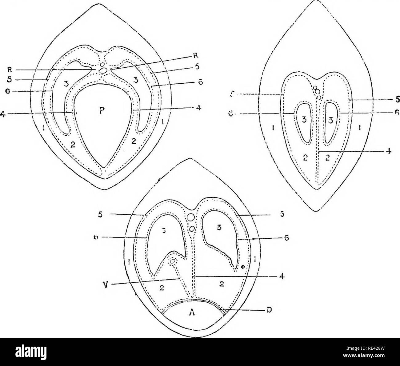 . The anatomy of the horse, a dissection guide. Horses. DISSECTION OF