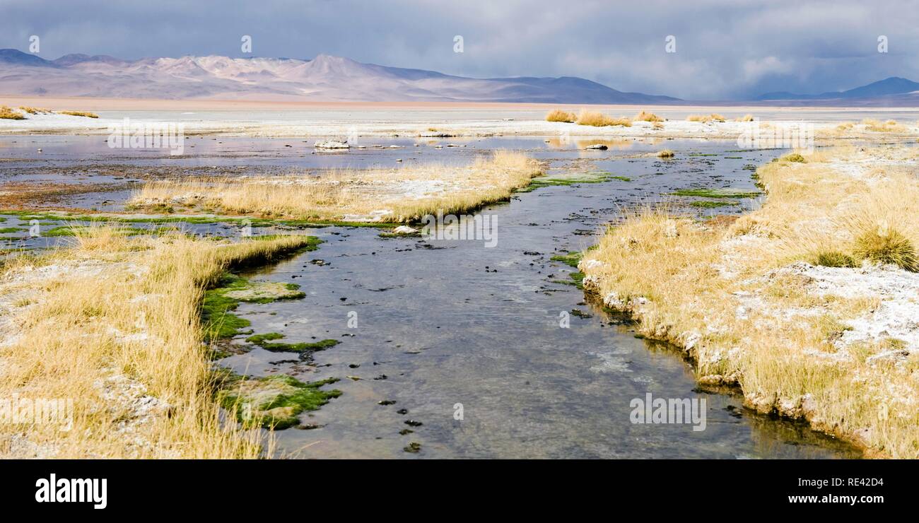 Laguna Salada, also known as Laguna Polski, Altiplano Shallow Lake, Potosi, Bolivia, South America Stock Photo