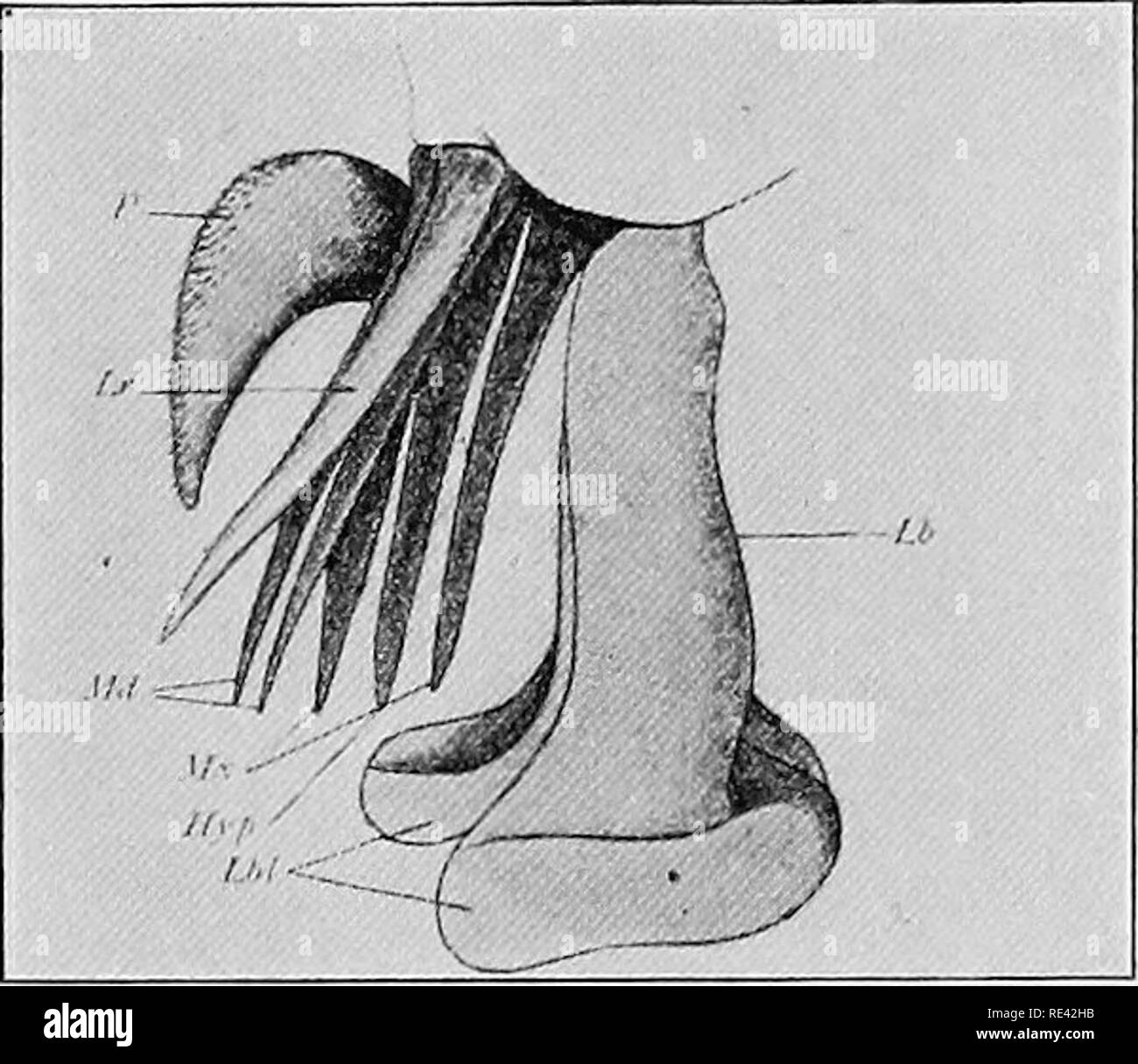 Bot flies hi-res stock photography and images - Alamy