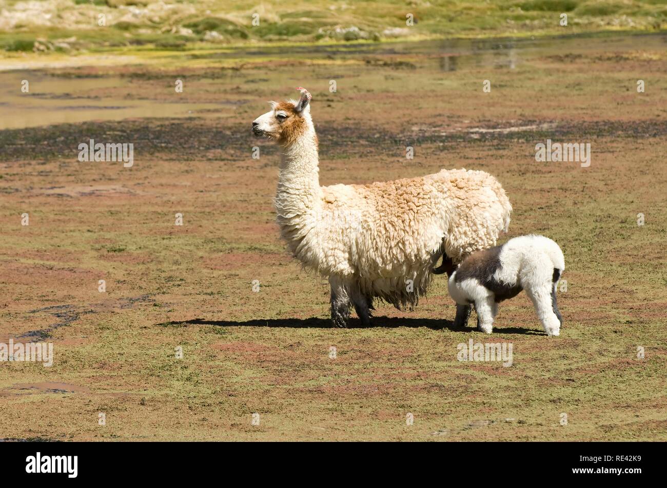 Llama (Lama glama) with young, Atacama Desert, Antofagasta region, Chile, South America Stock Photo
