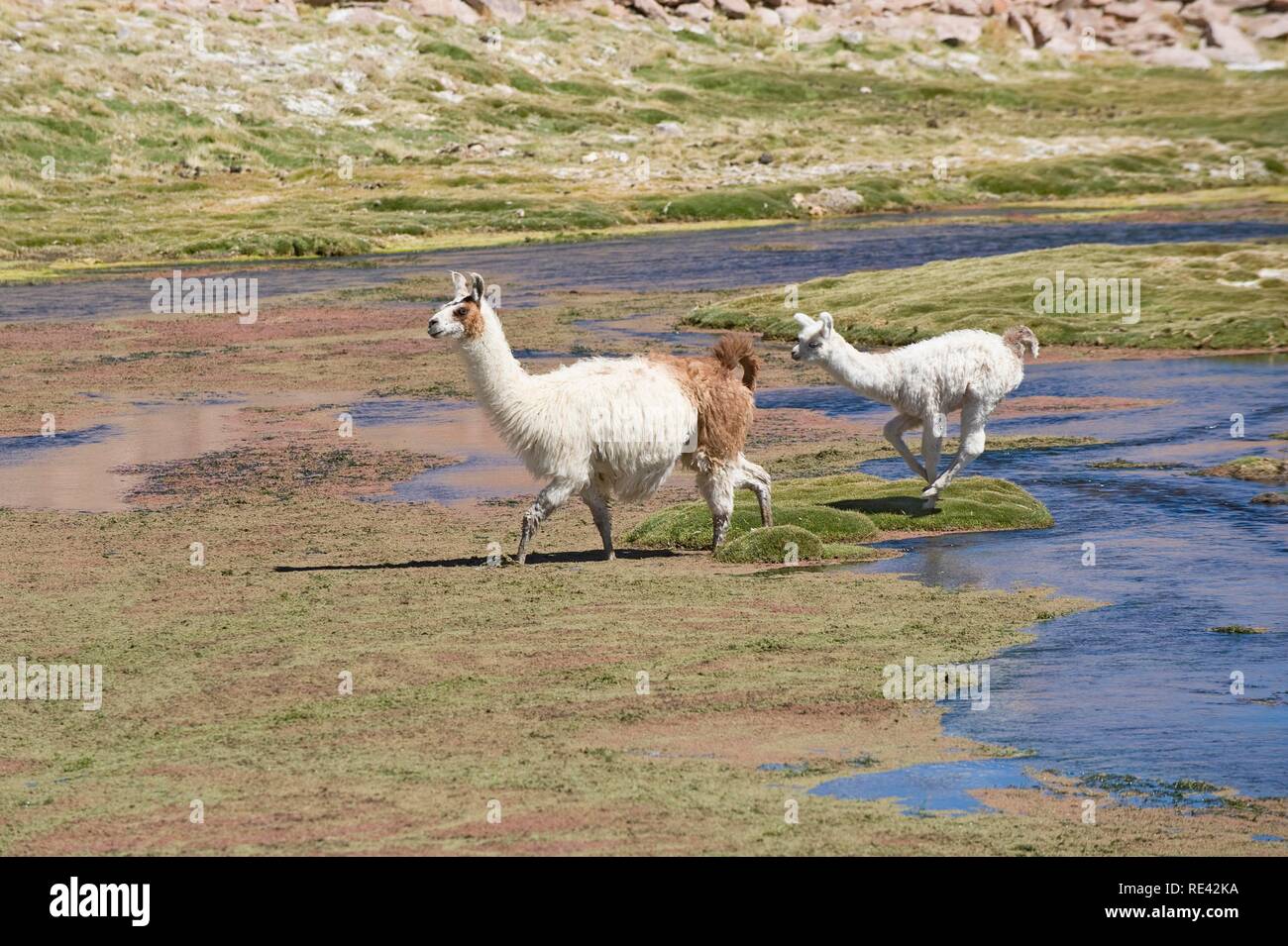 Llama (Lama glama) with young, Atacama Desert, Antofagasta region, Chile, South America Stock Photo