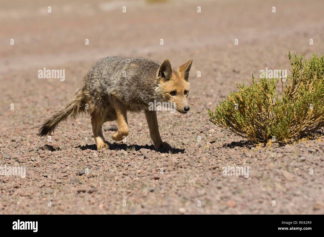 South American Grey Fox, Patagonian Fox (Lycalopex griseus), Altiplano, Bolivia, South America Stock Photo