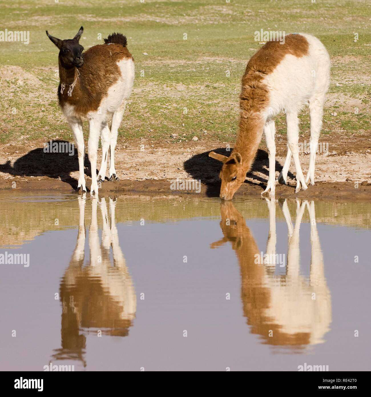 Llamas (Lama glama) reflecting in the water, San Juan, Potosi, Bolivia, South America Stock Photo
