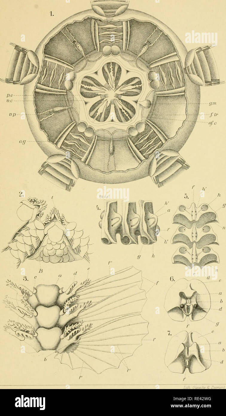 . Echinodermen (Stachelhäuter). Echinodermata. Ophiuroidea. Taf. I.. Please note that these images are extracted from scanned page images that may have been digitally enhanced for readability - coloration and appearance of these illustrations may not perfectly resemble the original work.. Ludwig, Hubert, 1852-1913; Meissner, Max; Przibram, Hans; Hamann, Otto. Leipzig : C. F. Winter Stock Photo