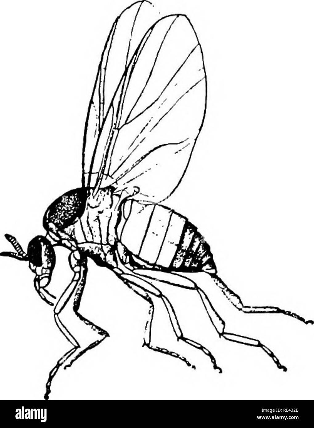Simp Insect . Handbook of medical entomology. Insect pests; Insects as carriers of ...