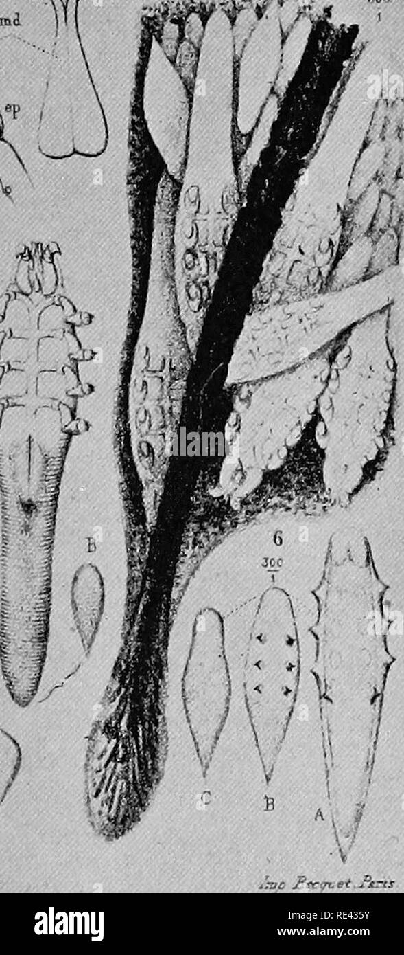 Demodex in hair follicles hi-res stock photography and images - Alamy