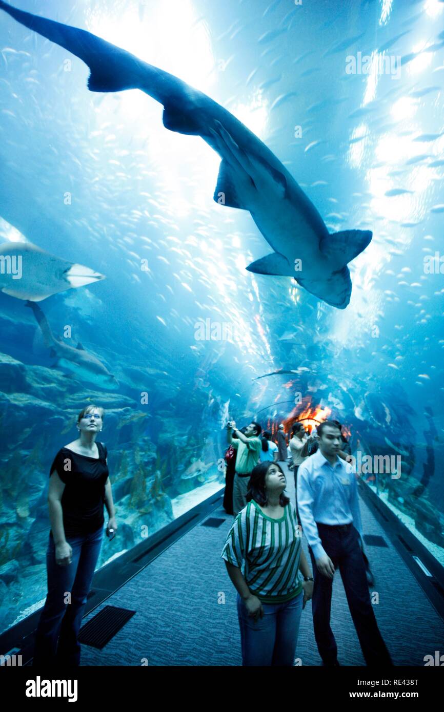 Dubai Aquarium and Underwater Zoo at the Dubai Mall, Dubai, United Arab