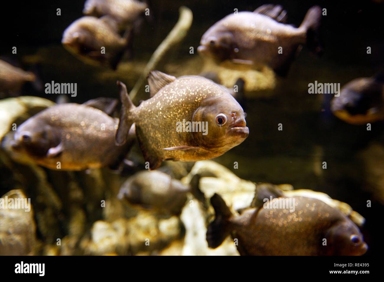 Piranhas In The Dubai Aquarium And Underwater Zoo At The Dubai