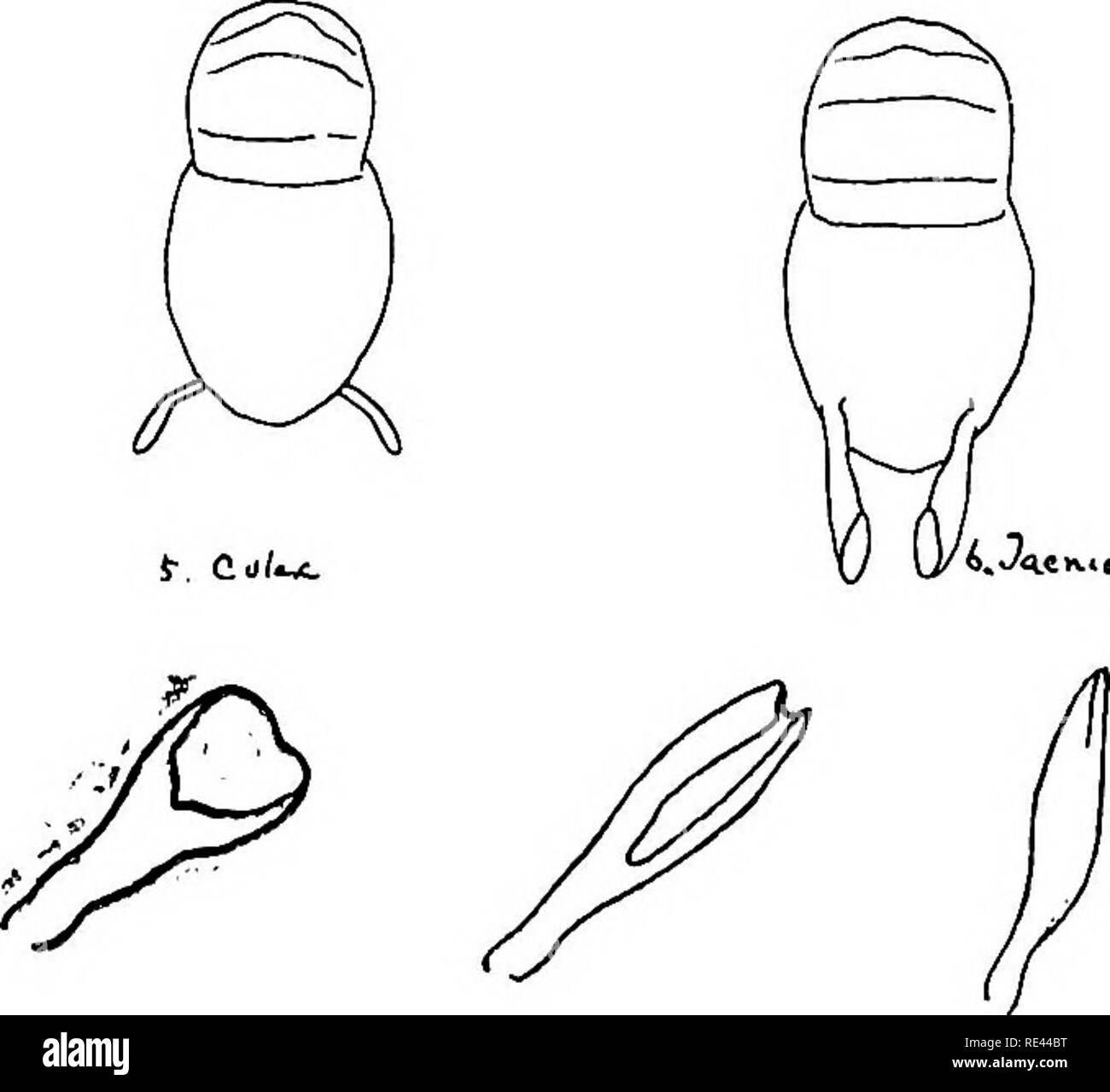 The Practical Study Of Malaria And Other Blood Parasites Malaria Mosquitoes Trypanosoma Blood 91 Place Nymphae In Drops Of Water On A Slide And Examine The Air Syphons Note I In