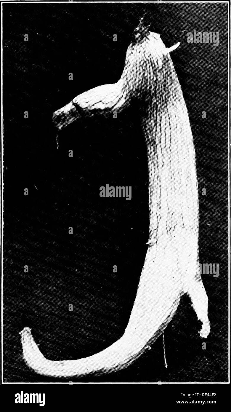 . Ginseng and goldenseal growers' handbook. American ginseng; Goldenseal. Fg. '-'t'Z. A wilt affected root with the bark pealed oft', showing the darkened sap tubes which are aiTected.— See page SI. (From Special Crop.s.). Please note that these images are extracted from scanned page images that may have been digitally enhanced for readability - coloration and appearance of these illustrations may not perfectly resemble the original work.. Koehler, John Henry, 1866-. Wausau, Wis. , P. F. Stolze Stock Photo