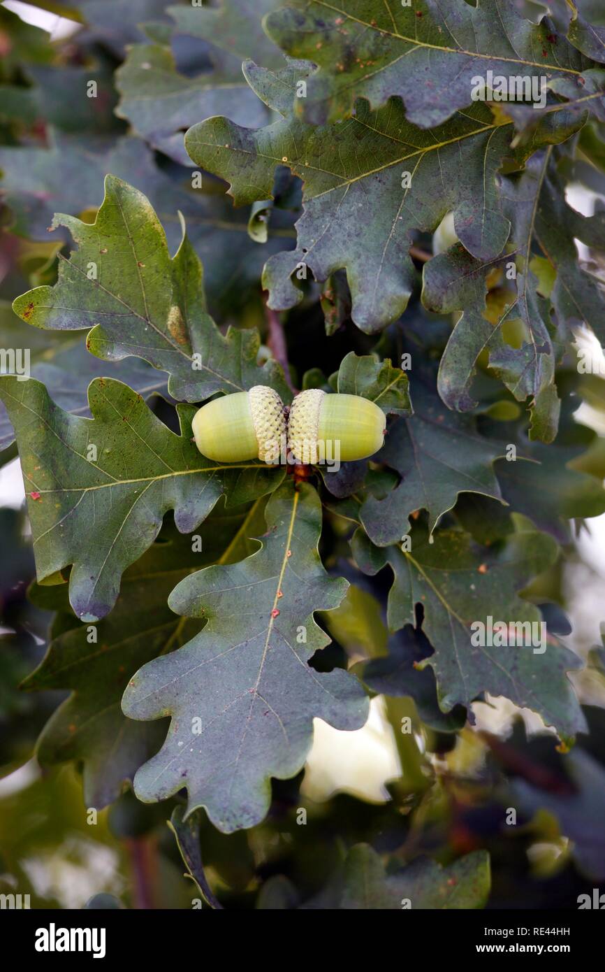 Acorns growing on oak tree hires stock photography and images Alamy