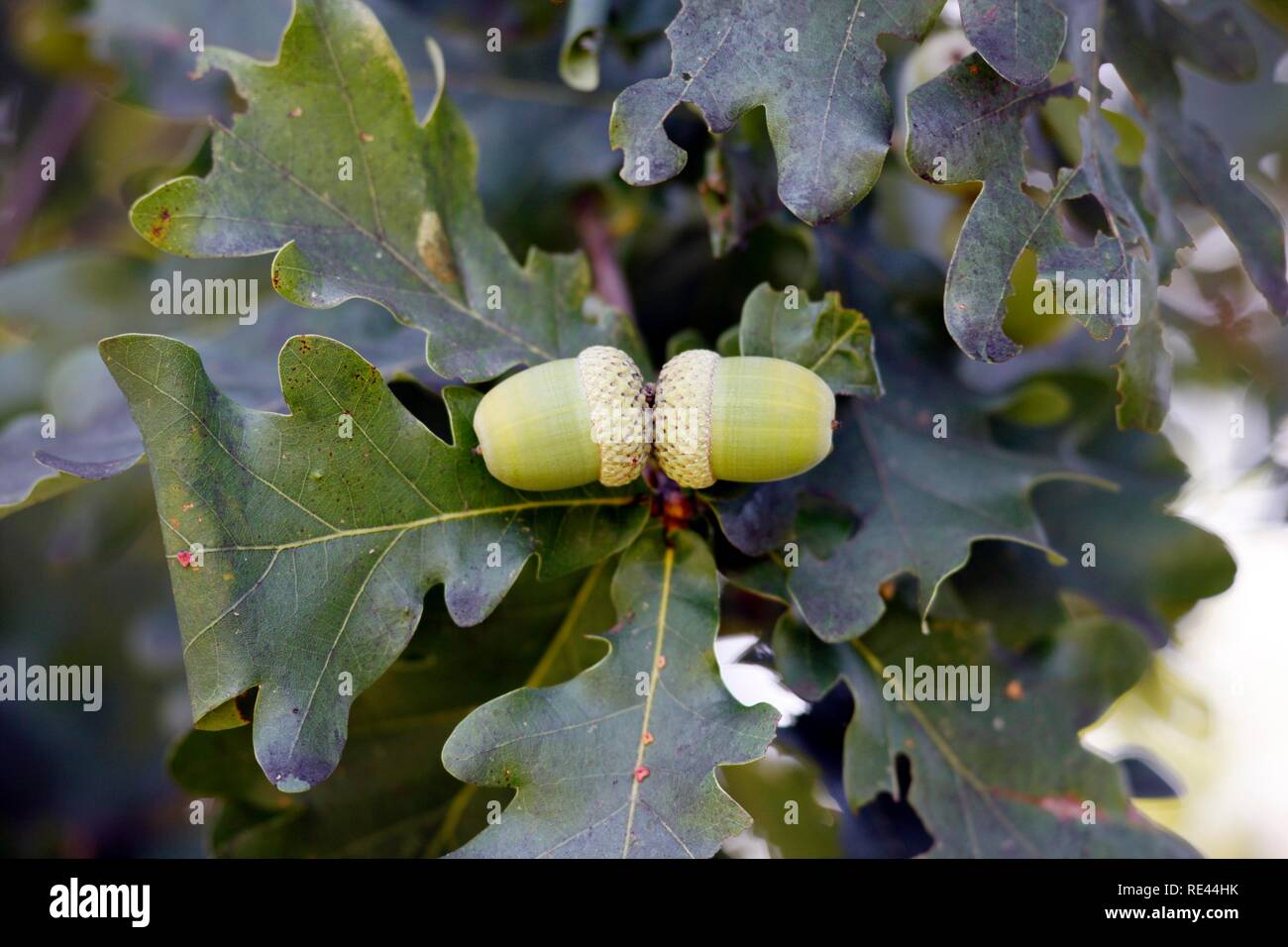 Acorns growing on oak tree hires stock photography and images Alamy