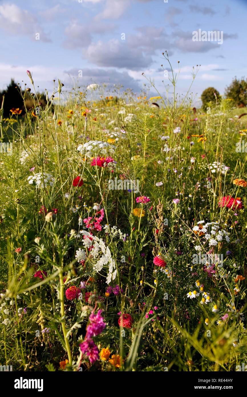 Meadow with many wild flowers in full bloom Stock Photo - Alamy