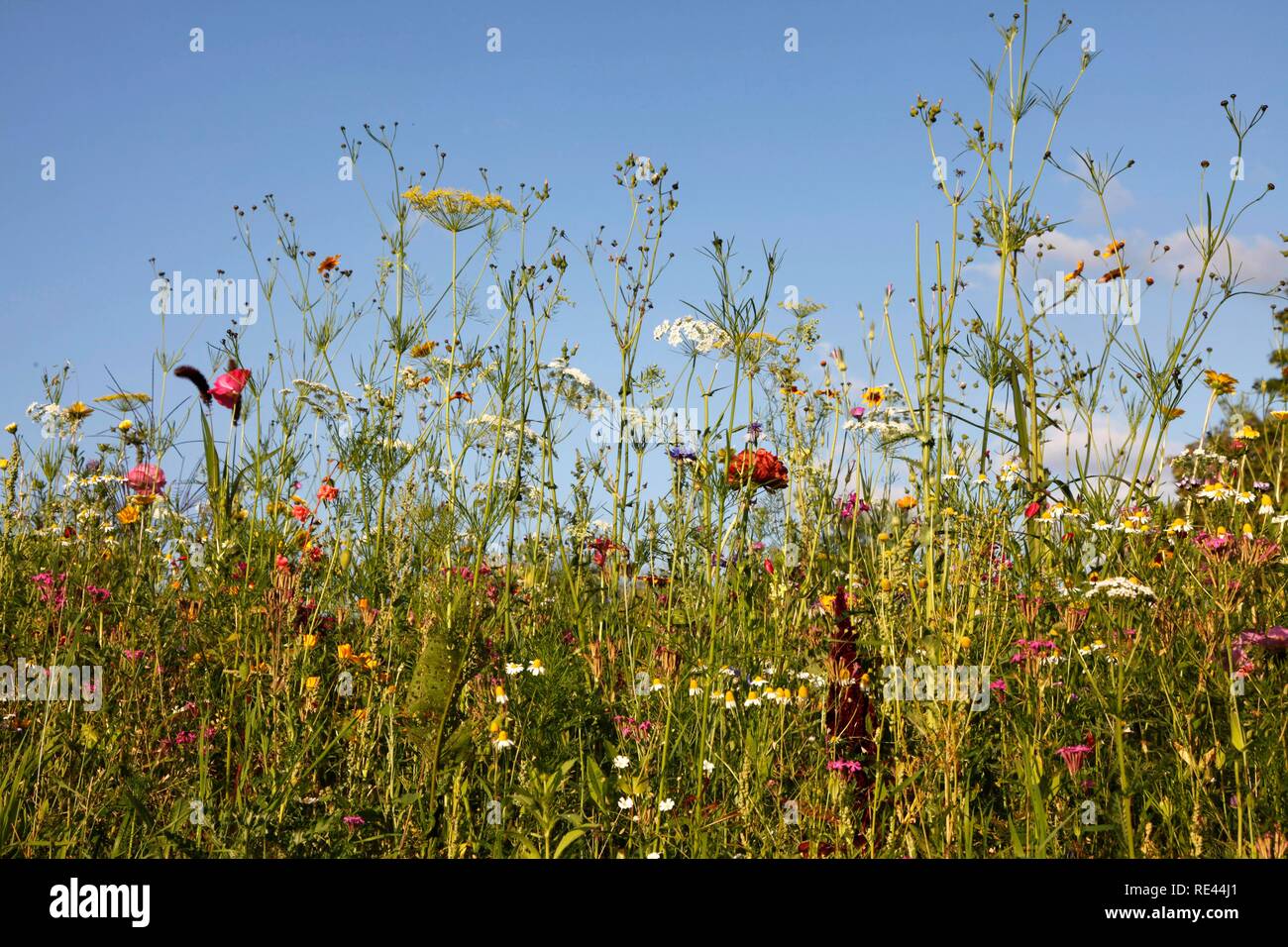 Meadow with many wild flowers in full bloom Stock Photo - Alamy
