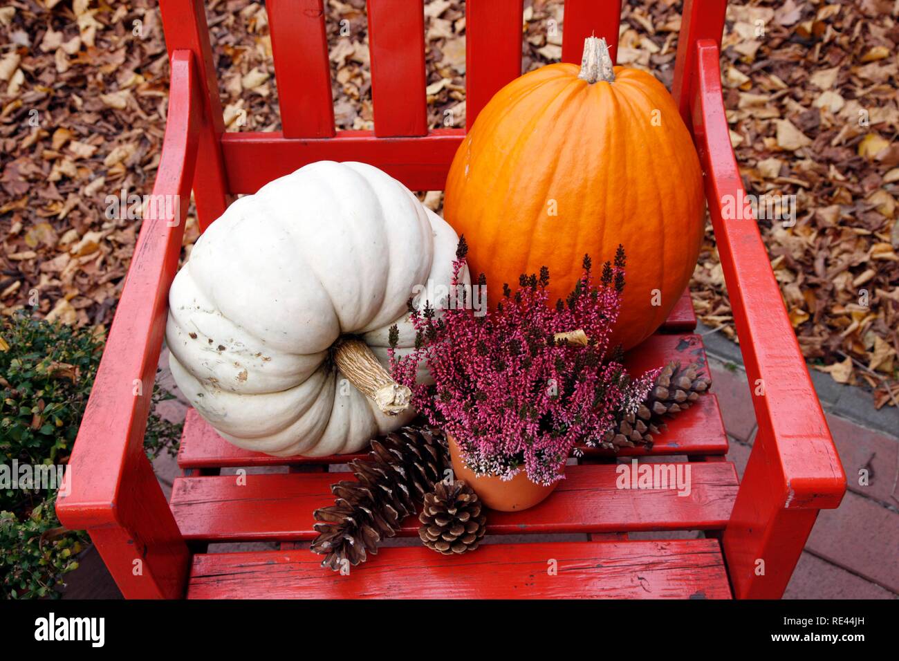 Autumn decoration with pumpkins, pine cones and plants on a red chair in a garden Stock Photo