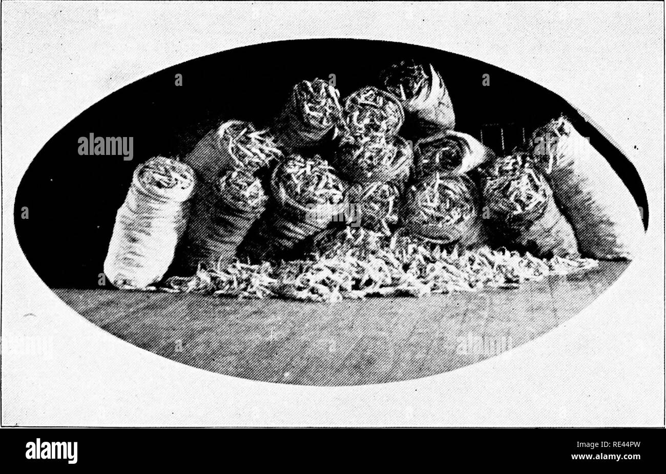 . Ginseng and goldenseal growers' handbook. American ginseng; Goldenseal. Fig-. 14. Showing- fourteen ordinarj' g-rain sacks full of freshly diig- inatured ginseng- roots; total g-reea weight 840 pounds, after drying 252 pounds. The.se roots were grown from the seed, on a piece of ground 5(i.'ri(i feet. They were dug at the end of their fifth year's growth and sold for a little over S1700.00.. Please note that these images are extracted from scanned page images that may have been digitally enhanced for readability - coloration and appearance of these illustrations may not perfectly resemble t Stock Photo