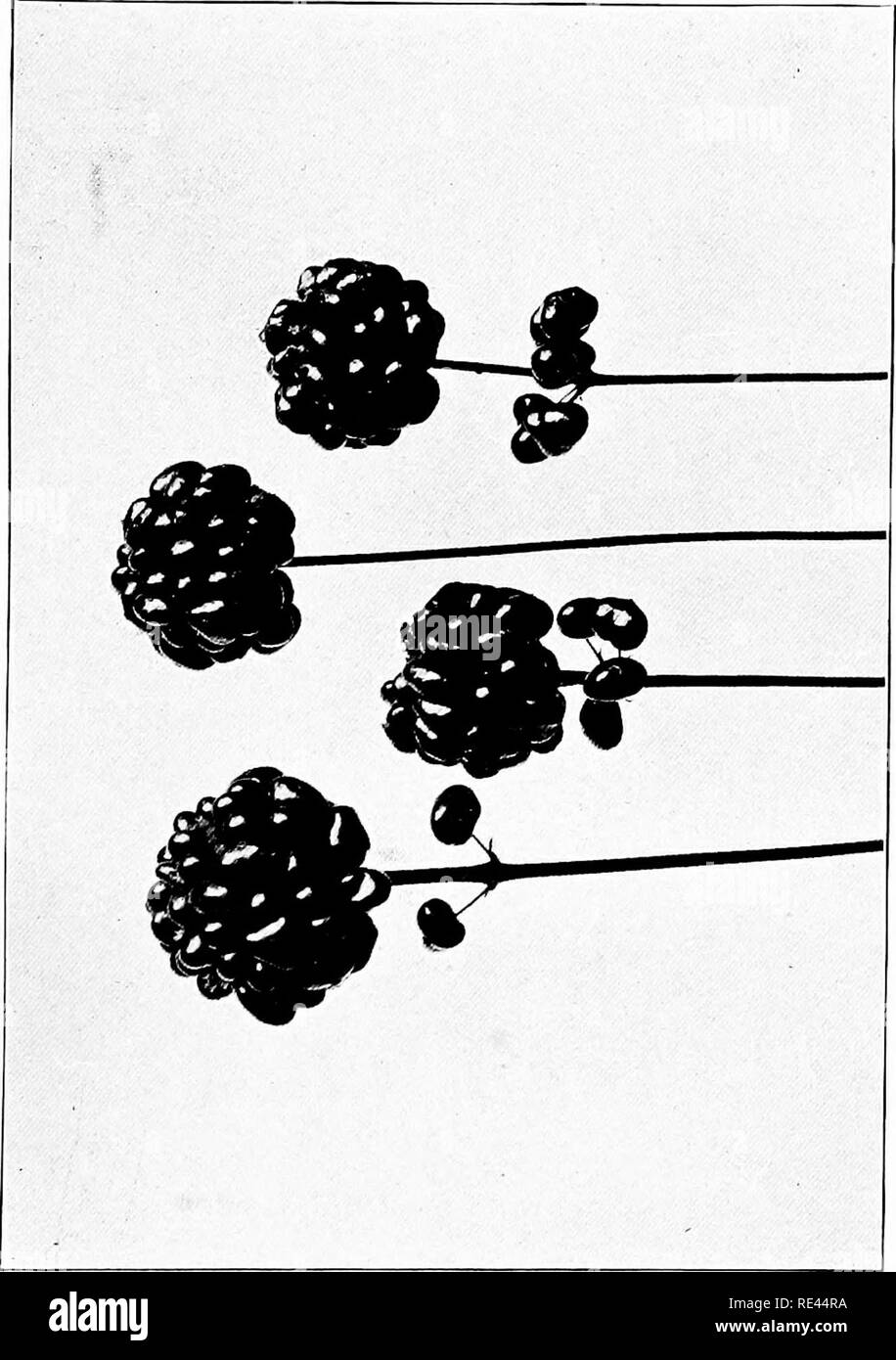 . Ginseng and goldenseal growers' handbook. American ginseng; Goldenseal. 0 t; rr! rt m a; -a 3 r^ m OJ fl OJ ^ hn -*-' 0 Â«*-l p&gt; o '/) o ^ P o ri rt A ^ c ^ (/} 0 be rt fe OJ K-J 0 u :-, P r^ â â +H. Please note that these images are extracted from scanned page images that may have been digitally enhanced for readability - coloration and appearance of these illustrations may not perfectly resemble the original work.. Koehler, John Henry, 1866-. Wausau, Wis. , P. F. Stolze Stock Photo