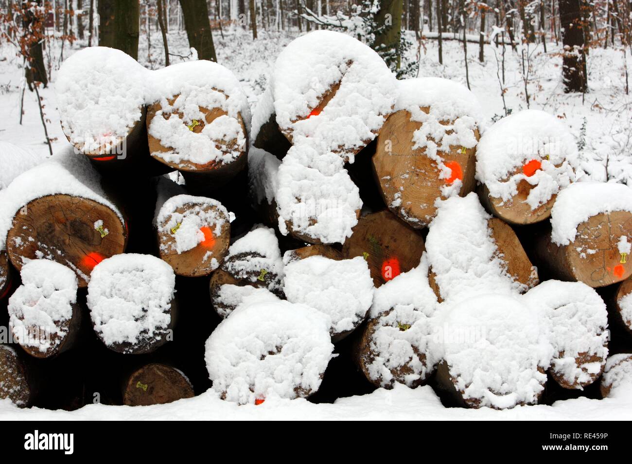 Cut-down trees, tree trunks in a forest, marked for the forestry, snowed in Stock Photo