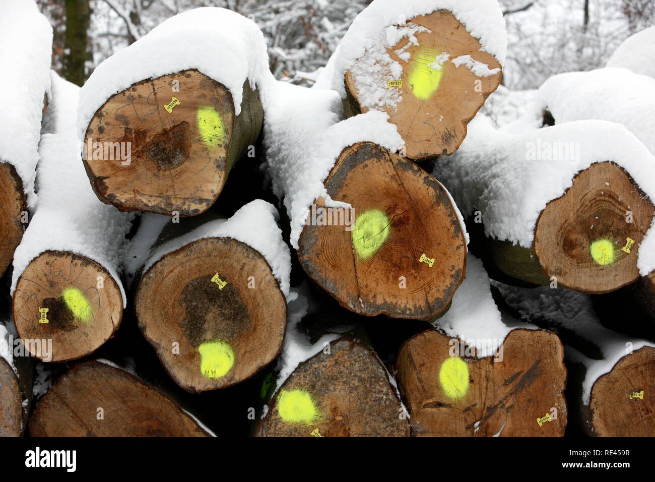 Cut-down trees, tree trunks in a forest, marked for the forestry, snowed in Stock Photo