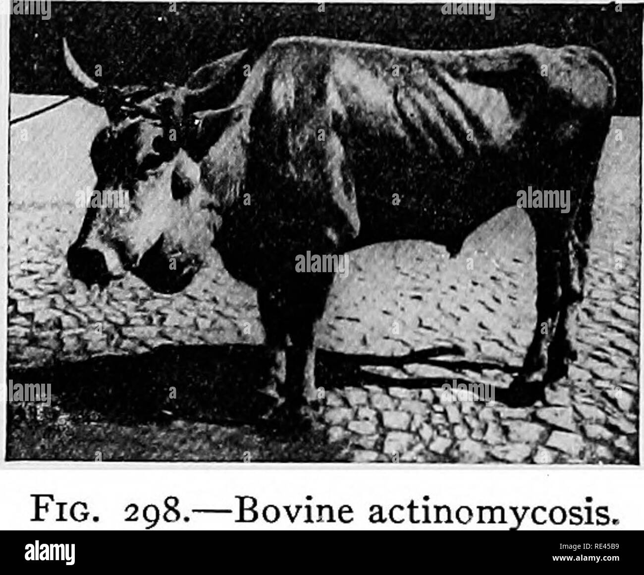 Lumpy jaw disease hires stock photography and images Alamy