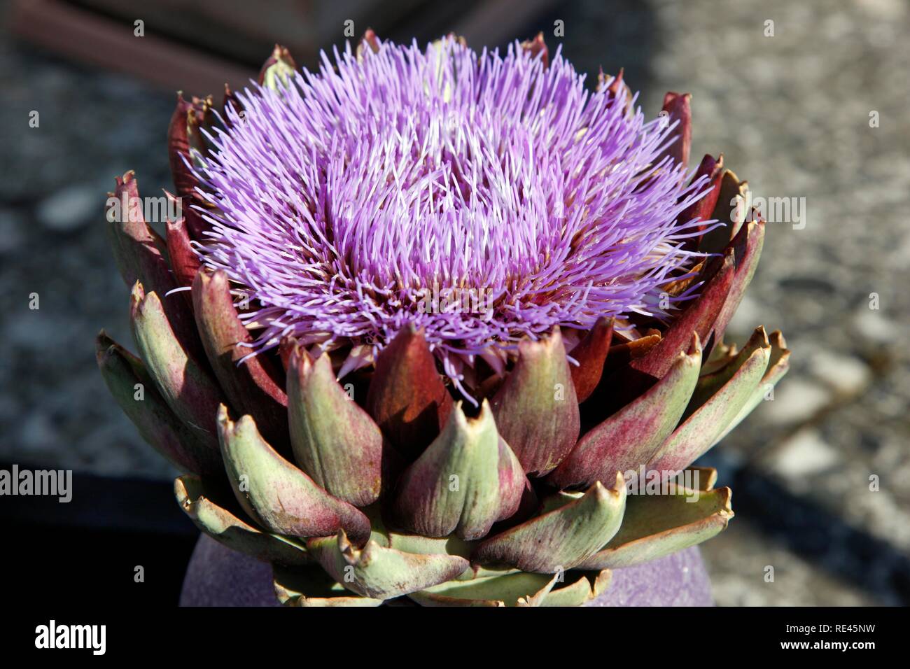 Purple artichoke flower, houseplant Stock Photo Alamy