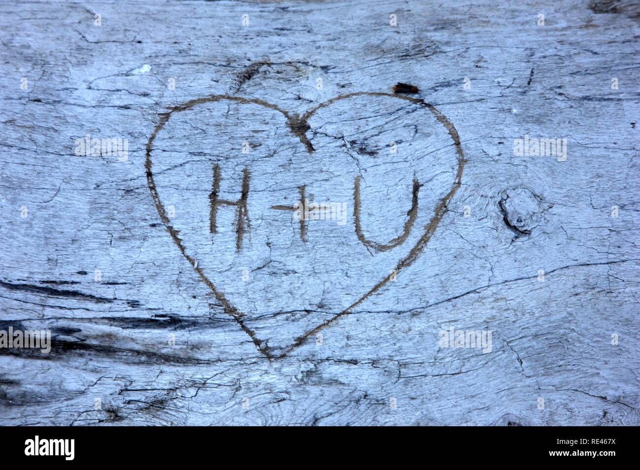 Heart with initials of two lovers, H + U, carved into a tree trunk Stock Photo
