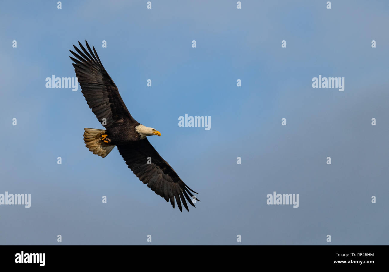 Bald Eagle in Canada Stock Photo - Alamy