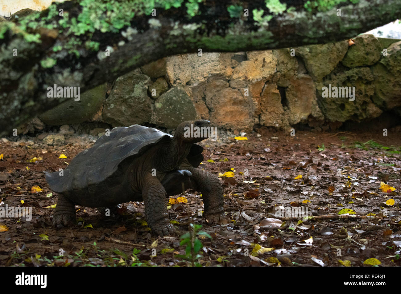 A young Galapagos tortoise between 7-15 years old, in this sanctuary the tortoises are free roaming the trails. Stock Photo