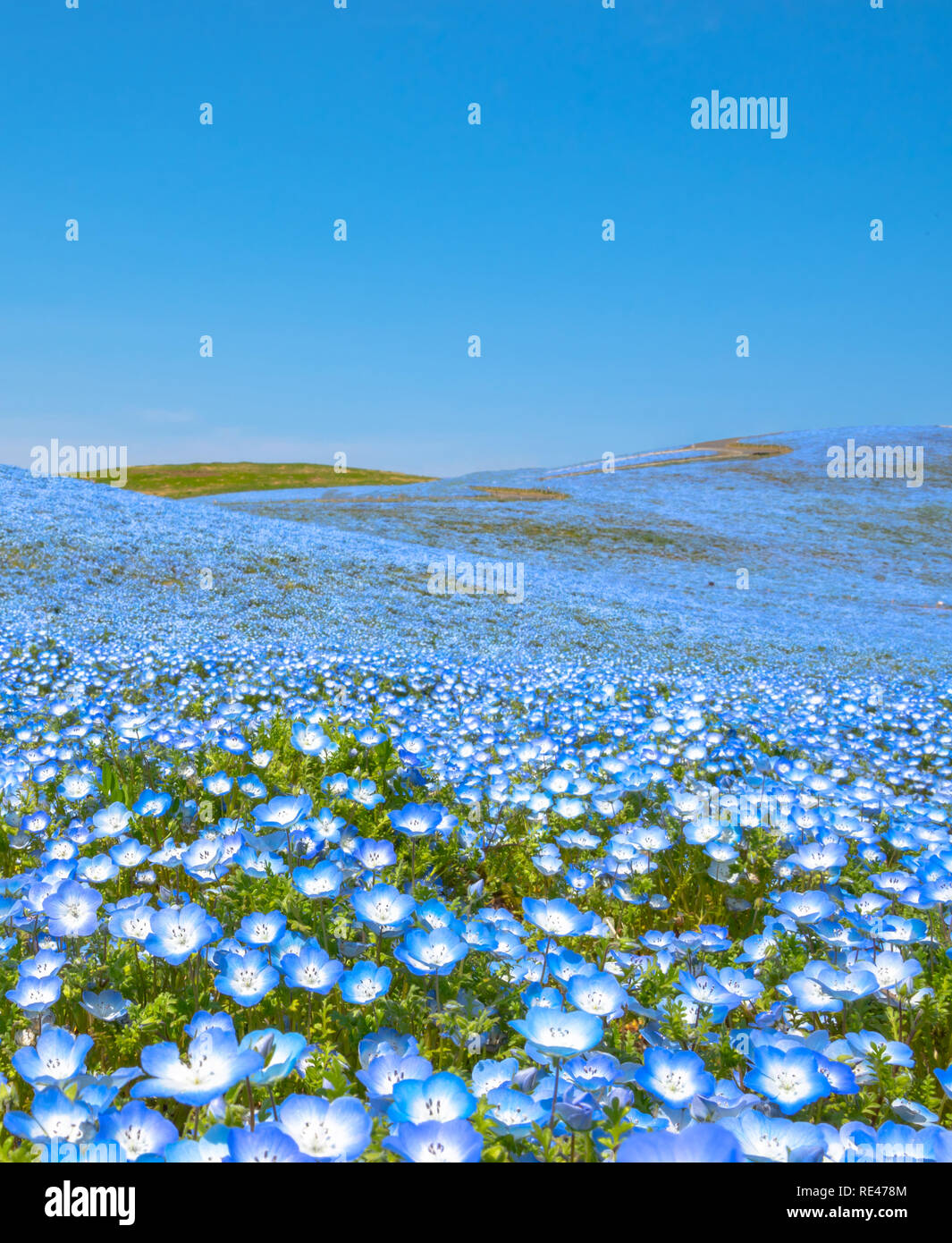 Поле с голубыми цветочками. Поле с голубыми цветами. «поле васильков». Синие цветочки в поле. Синие полевые цветы.