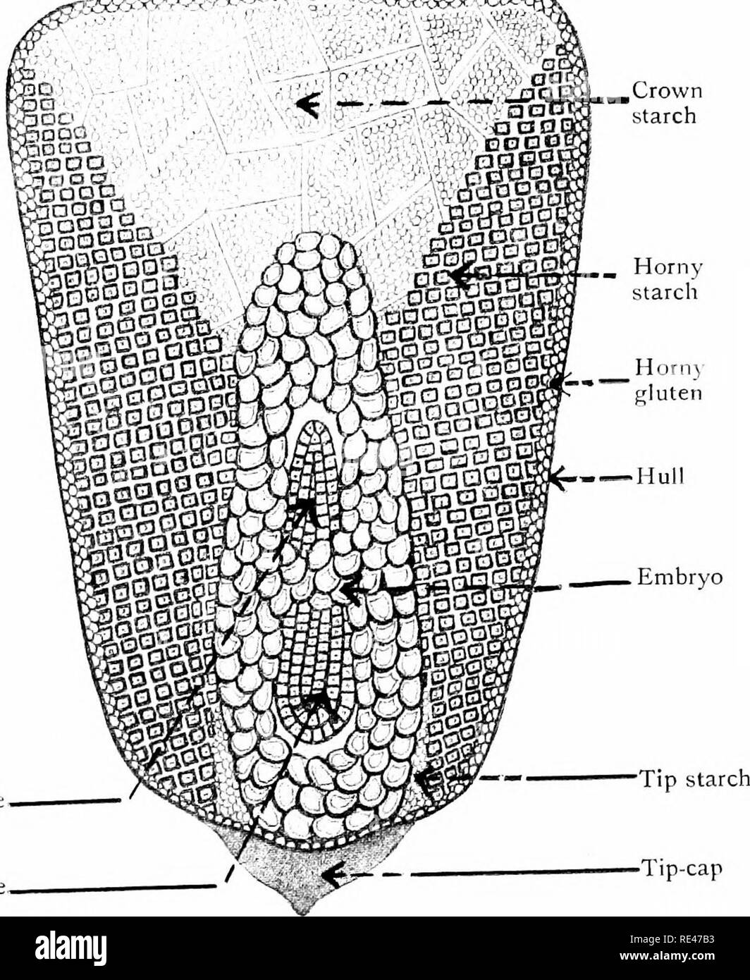 Maize Its History Cultivation Handling And Uses With Special Reference To South Africa A Text Book For Farmers Students Of Agriculture And Teachers Of Nature Study Corn Corn Chemical Composition Of Maize
