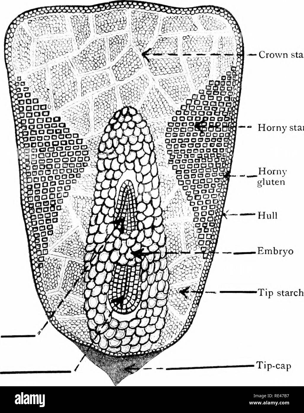 Maize Its History Cultivation Handling And Uses With Special Reference To South Africa A Text Book For Farmers Students Of Agriculture And Teachers Of Nature Study Corn Corn Chemical Composition Of Maize