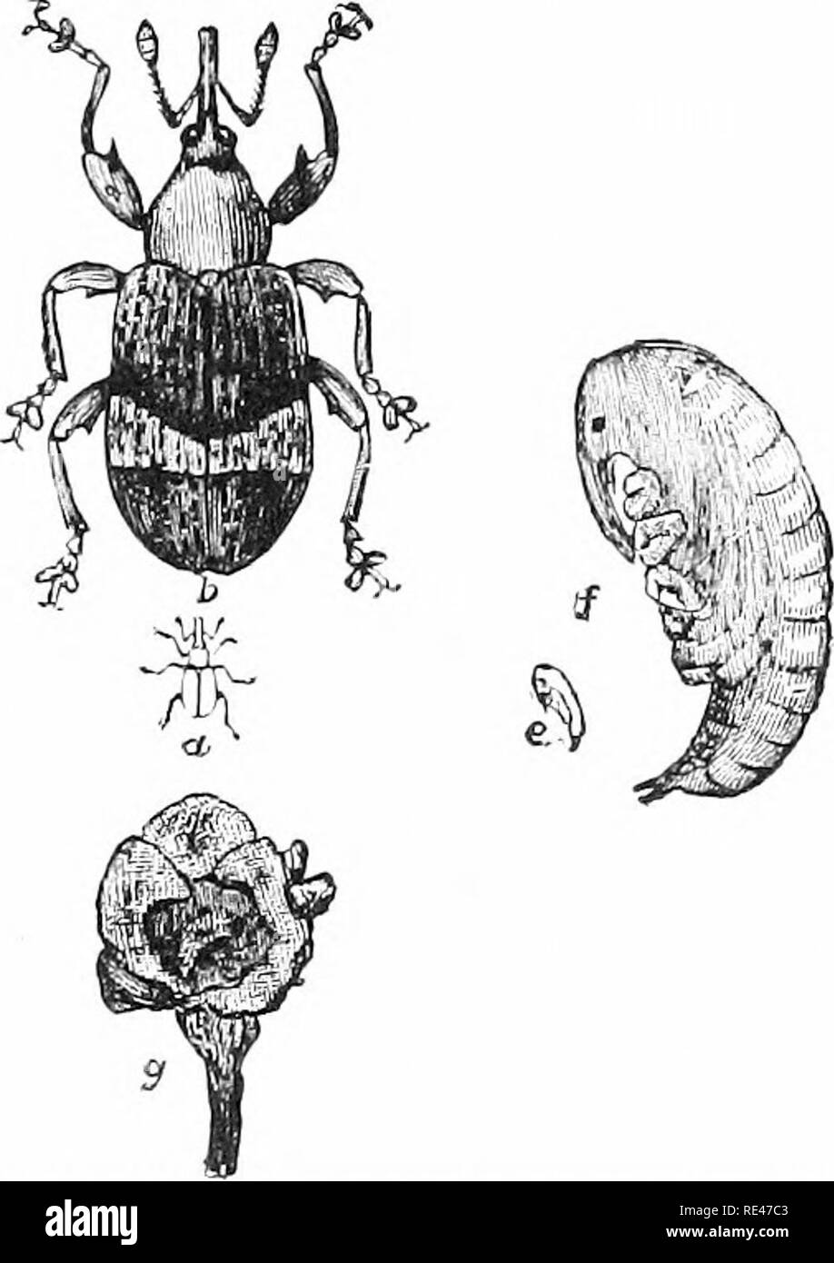 . Fruit farming: practical and scientific, for commercial fruit growers and others. Fruit-culture. BIG BUD OB BLACK CURRANT GALL MITE. a. Weevil, natural size; 6. Weevil, much magnified c. Larva, natural size; d. Larva, much magnified e. Pupa, natural size; f. Pupa, much magnified g shows a Larva in a blossom bud. GOOSEBERRY LEAF SHOWING SAWFLY EGGS.. Please note that these images are extracted from scanned page images that may have been digitally enhanced for readability - coloration and appearance of these illustrations may not perfectly resemble the original work.. Hooper, Cecil H. London,  Stock Photo