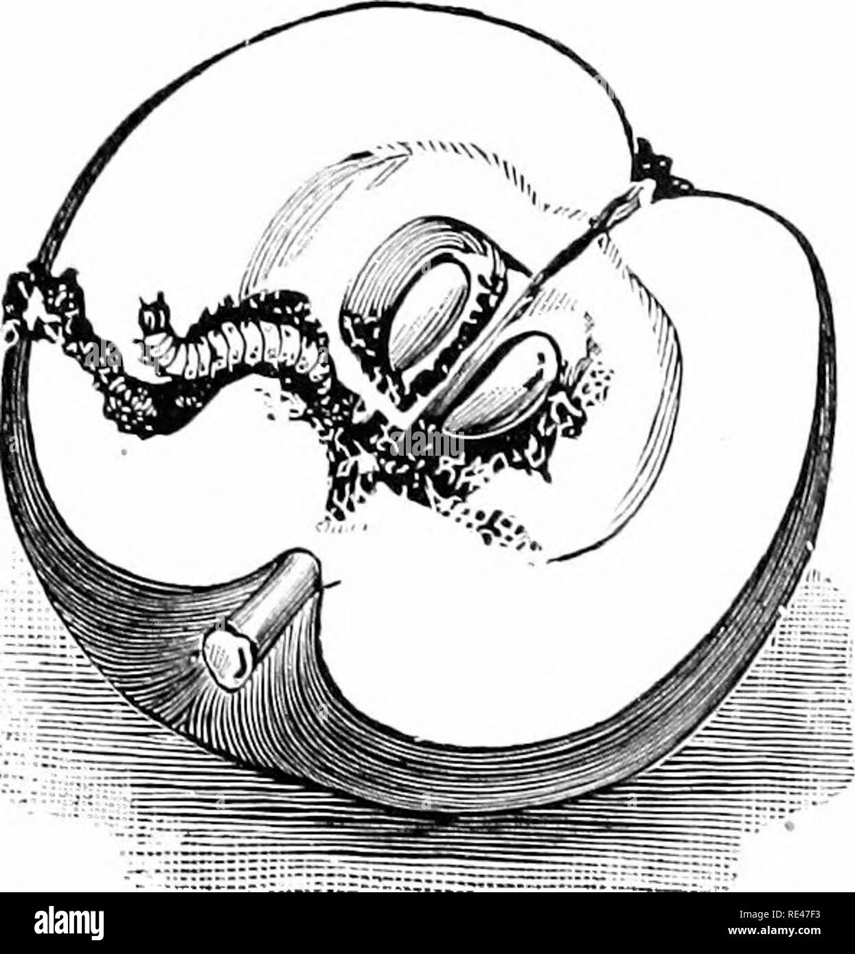 . Fruit farming practical and scientific, for commercial fruit growers