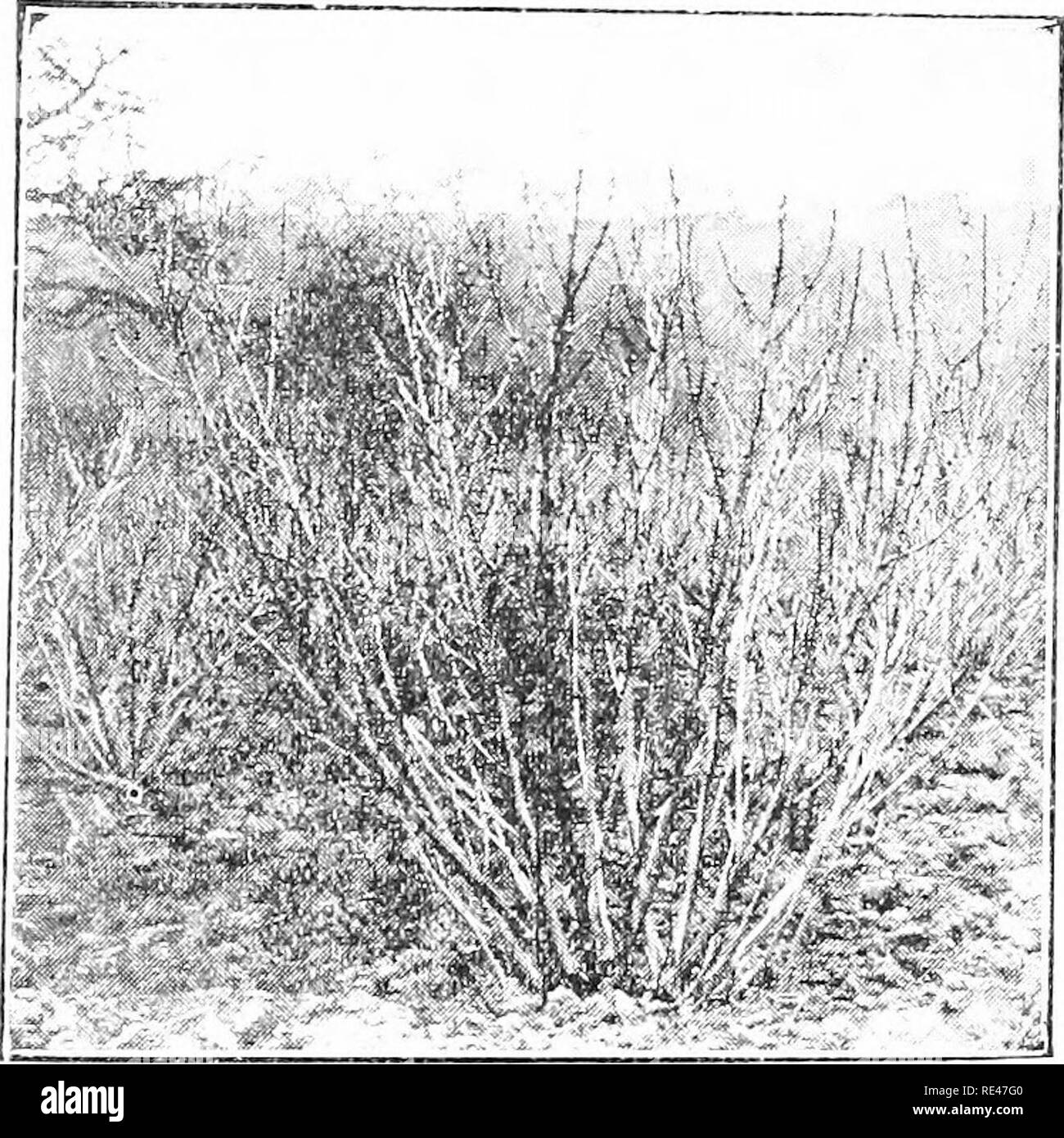 Loganberry pruning hires stock photography and images Alamy