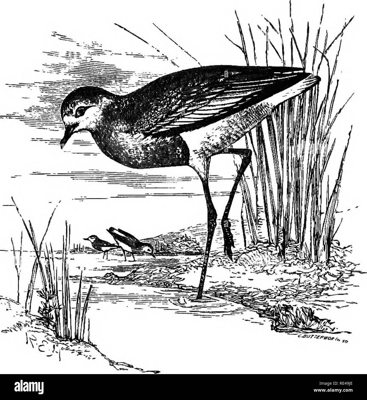 . The geographical distribution of the family Charadriidae, or, The plovers, sandpipers, snipes, and their allies . Shore birds. VANELLUS. 213. VANELLUS LEUCURUS. WEITE-TAILEB LAPWING. Vanellus caud^ omnino albS,. No local races of this species are known. Charadrius leucurus, Lichtenstein, Verz. Doubl. Mus. Berlin, p. 70 (1823). Vanellus villotaei, Audouin, Escpl. Savign. PI. Ois. Egypte, p. 297 (1826). Vanellus flavipes, Savigny,fide Cuvier, Regne An. i. p. 503 (1829). Vanellus grallarius, Lesson, Traite d'Orn. p. 542 (1831). Vanellus leucurus {Licht.), Blyth, Journ. As. Soc. Bang. xiii. p. 3 Stock Photo